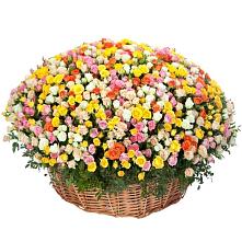 Премиум букет из: Розы #REPLACE_PRED# Тарасовке