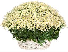 Цветочная композиция из Ромашки в корзине #REPLACE_PRED# Тарасовке